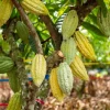 Ecuador impulsa cacao y café libres de deforestación para fortalecer exportaciones a Europa