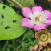 Ecuador descubre tres nuevas especies de plantas y raros métodos de polinización