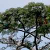 Reino Unido anuncia protección para hábitats de biodiversidad en el mundo, incluido Ecuador 