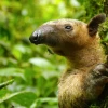 Tamandúa alberga 45 especies de mamíferos y 258 tipos de aves
