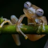 Ecuador entra en informe científico global por nuevos hallazgos de biodiversidad 