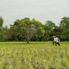 Tensión internacional eleva costos y presiona al agro ecuatoriano