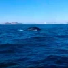 Un singular avistamiento de ballena azul fue reportado frente a costas de Manabí
