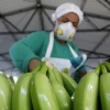 Rusia levantó el veto a exportaciones bananeras de Ecuador 