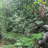 En Sucumbíos y Carchi hay plantaciones de coca