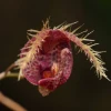 Destrucción de su hábitat y la exportación ilegal, problemas que aquejan a las orquídeas en Ecuador