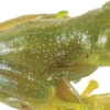 Descubren en la Amazonía ecuatoriana una nueva especie de rana de cristal