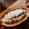 El cacao se extendió desde la Amazonía ecuatoriana hace 5.000 años