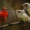 La población de pájaros brujos aumenta en isla Santa Cruz
