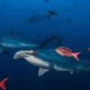 EE.UU. anunció aporte para la conservación de tiburones y rayas en aguas ecuatorianas