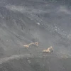 Los trabajos continúan para habilitar la vía de 2,2 km en el sector de El Reventador