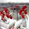 Más de 180.000 aves han sido sacrificadas para frenar brote de gripe aviar