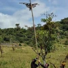 Un hombre fue sentenciado a un año de cárcel por ‘crucificar’ a un águila andina en Napo