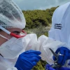 Los casos de gripe aviar en fauna silvestre de Galápagos disminuyen