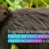 Fragilidad de los ecosistemas afectará el hábitat del mono araña de cabeza marrón ecuatoriano 