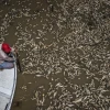 Sequía en la Amazonía y temperaturas récord provocan muerte de toneladas peces en Brasil