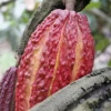 Cacao supera los $ 6.100 por tonelada