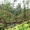 Biocréditos para ayudar a restaurar los bosques