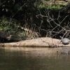 Poblaciones de tortugas de río aumentan en Cuyabeno