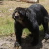 Tupak, el oso andino, espera un helicóptero para mudarse a un nuevo hogar