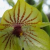 Una nueva especie de orquídea fue descrita