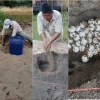 742 huevos de tortuga charapa fueron recolectados en el Yasuní