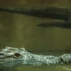El Zoológico de Quito acoge a 2 cocodrilos de la Costa
