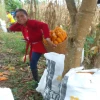 Napo: Productores de maíz aumentan su rendimiento