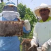 La apicultura crece en Napo