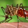 Mosquitos estériles serán liberados para combatir dengue, zika y chikungunya
