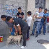 La campaña Ecuador-Perú de vacunación antirrábica canina y felina arrancó