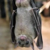 Una nueva especie de murciélago fue descubierta en Zamora
