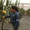 Palora, en Morona Santiago, despacha pitahaya a tres continentes