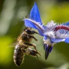 La FAO pide proteger a las abejas por ser "vitales" para el futuro de los ecosistemas