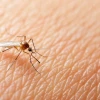 Ecuador registra más de 23.000 casos de dengue; Morona Santiago y Pastaza mantienen transmisión activa