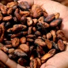 El precio del cacao a nivel mundial se disparó