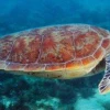 15 países se reúnen en Ecuador para proteger a las tortugas marinas