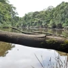 Ecuador celebrará "el mes de la biodiversidad" con foros y actos culturales