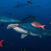Ecuador ganó premio por canje de deuda que protege Galápagos