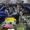 Colombia pagará casi el doble de arancel que Ecuador por exportar flores a EE. UU.