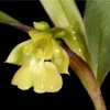 Describen 33 nuevas especies de orquídeas

