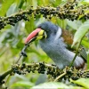 Las aves siguen en riesgo de extinción pese a planes de conservación en Ecuador