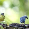 Ecuador tiene más de 1.700 especies de aves