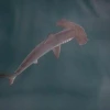 Una "guardería" de tiburones martillo liso fue hallada en Galápagos