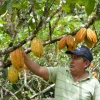 Eduardo Minga es el mejor productor de Cacao Nacional de Aroma