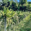 Ecuador perdió 239.000 hectáreas de bosque en 4 años