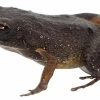 Investigadores descubrieron una nueva especie de rana de hojarasca