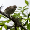 510 pinzones criados en cautiverio fueron liberados en isla Floreana