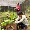 Las mujeres de Sarayaku recuperan especies perdidas de la Amazonía 