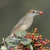 El cambio climático afecta a la reproducción de las aves migratorias